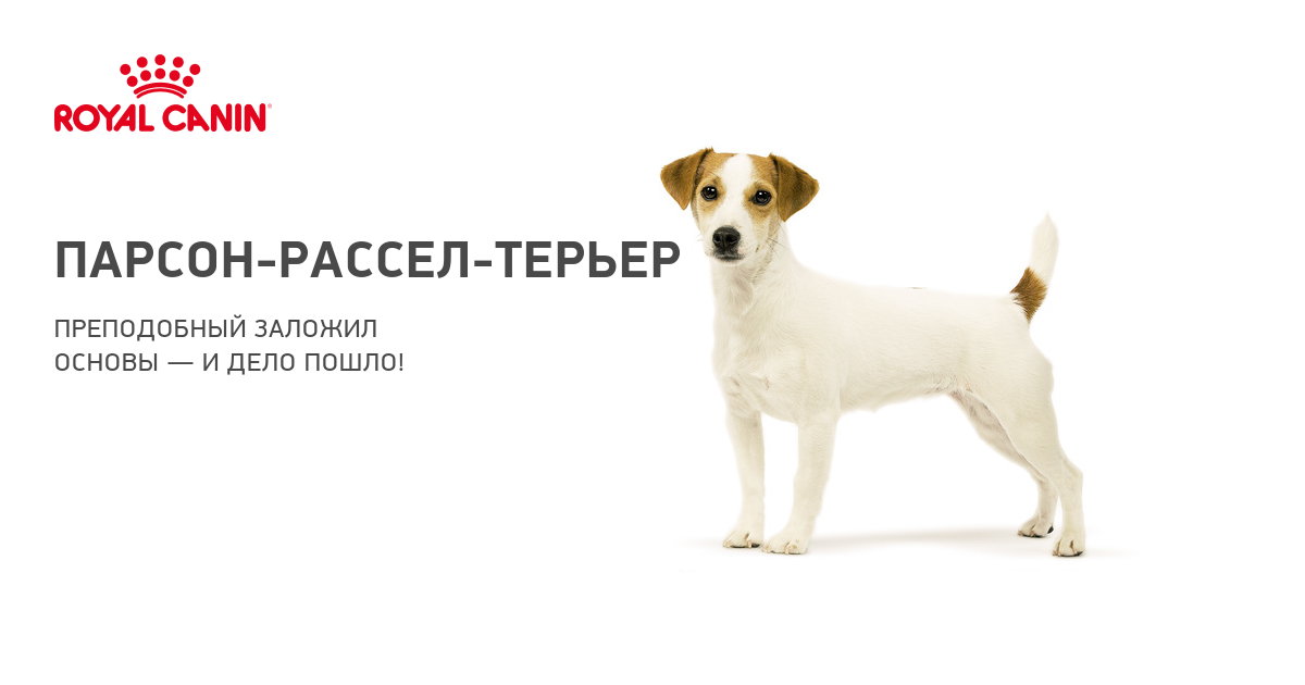 Разновидности породы джек рассел терьер, парсон и брокен, их описание и фото