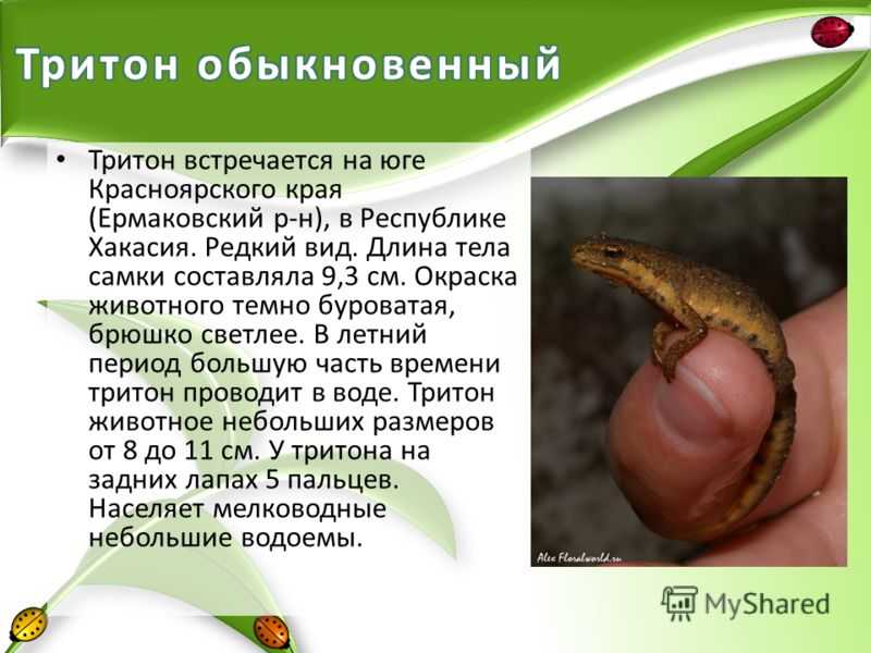 Тритоны в аквариуме: популярные виды, совместимость, питание, уход, сколько живут, какой температурный режим и параметры воды нужны