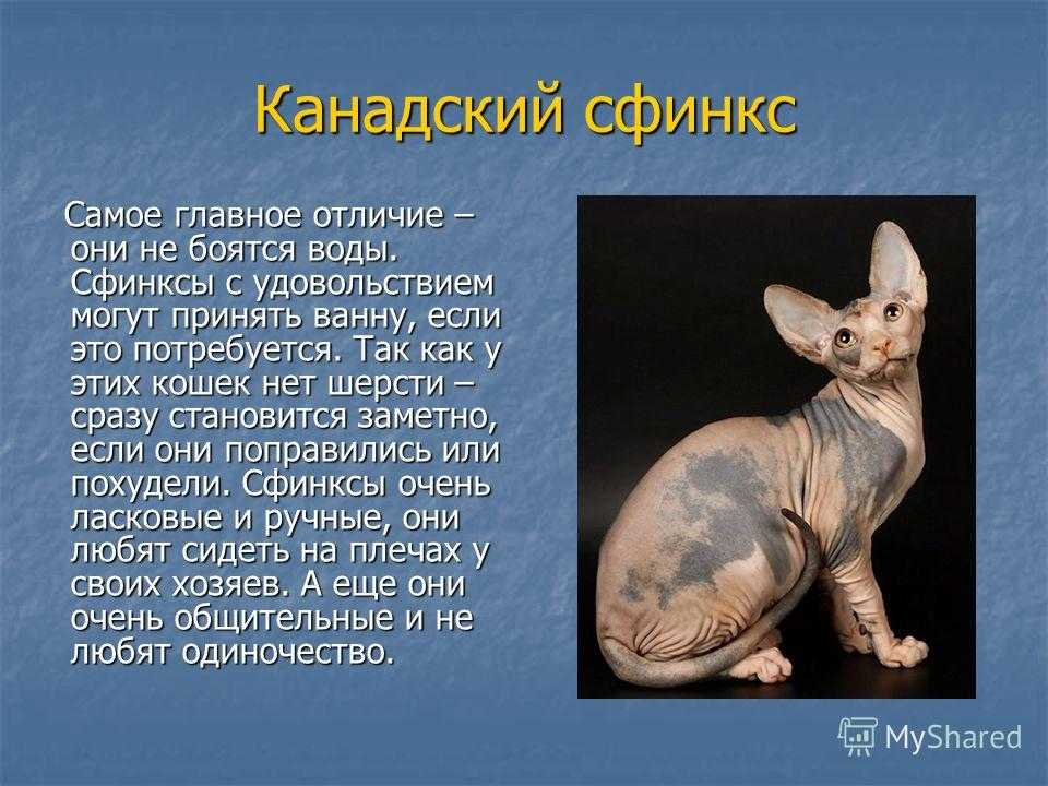 Канадский сфинкс: неординарное обаяние и экзотическая красота — domovod.guru