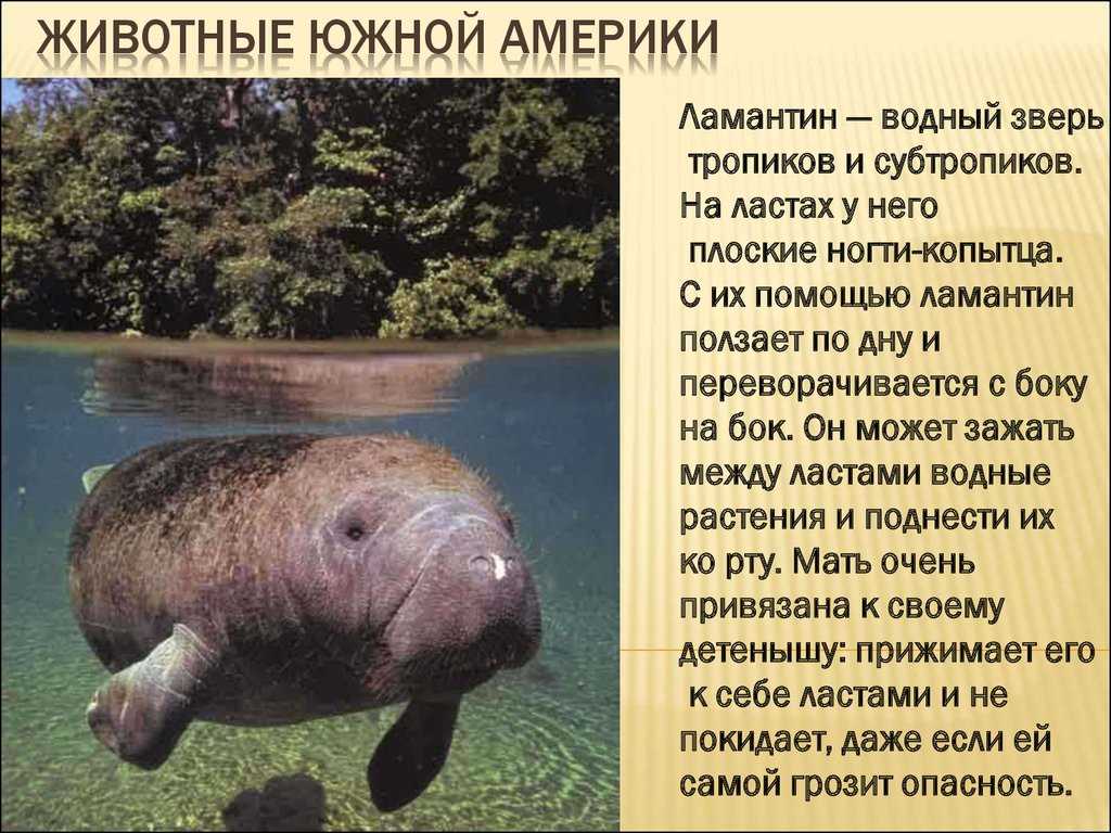 Знакомьтесь с экзотическими птицами джунглей амазонки ▷➡️ postposmo | постпост