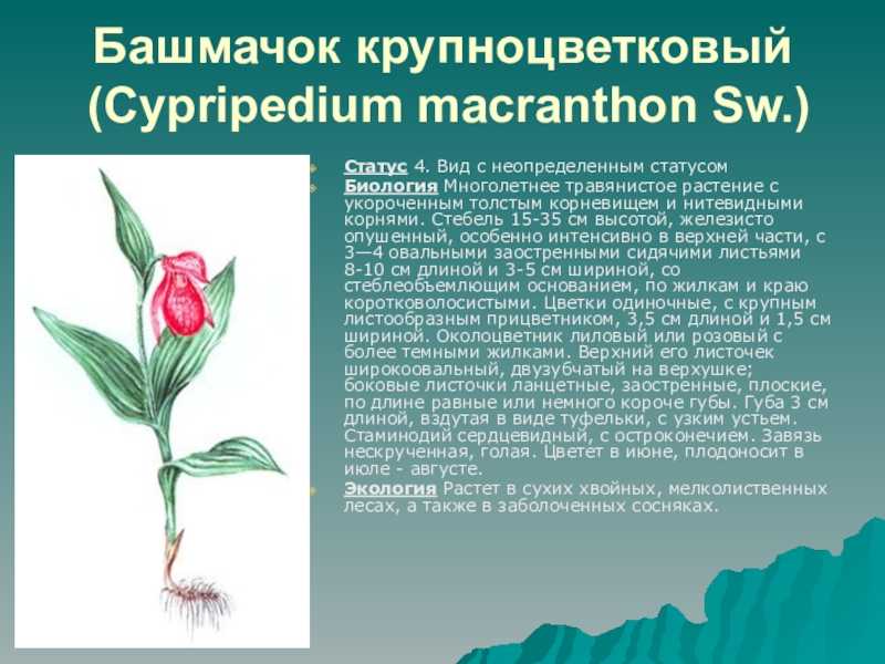 Список животных, занесённых в красную книгу вологодской области — энциклопедия руниверсалис