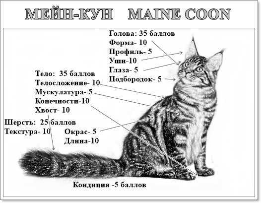 Развитие котенка мейн куна по неделям