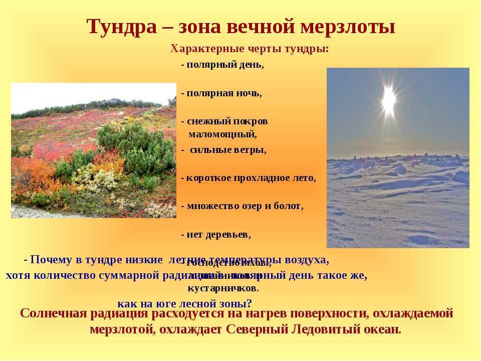Тундра - растения, животные, фото и названия, климат, факты