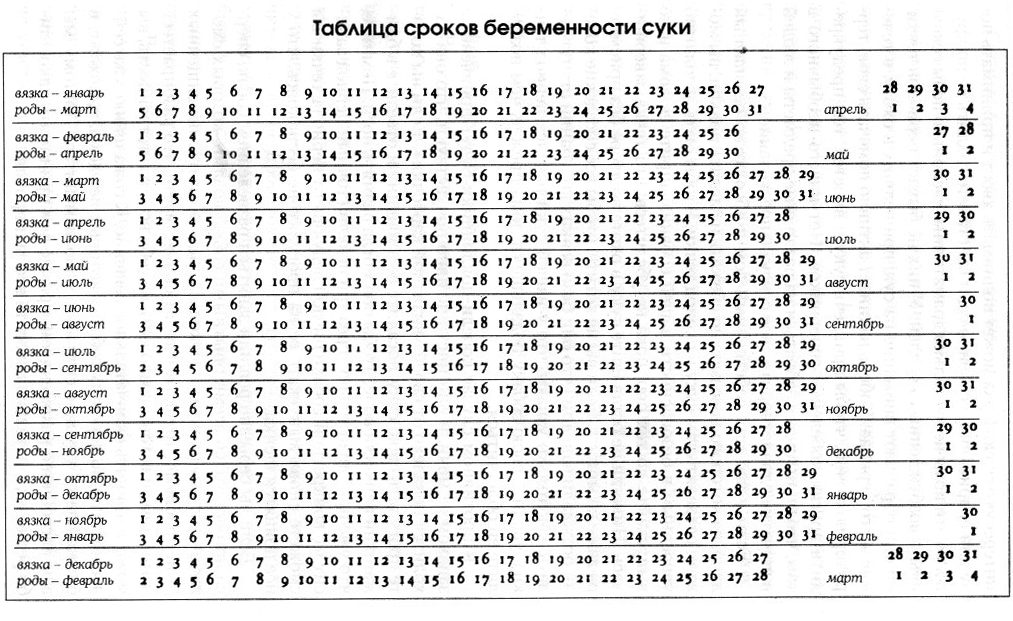 Как принять роды чихуахуа дома (видео) и что нужно знать о беременности собаки по дням, фото новорожденных