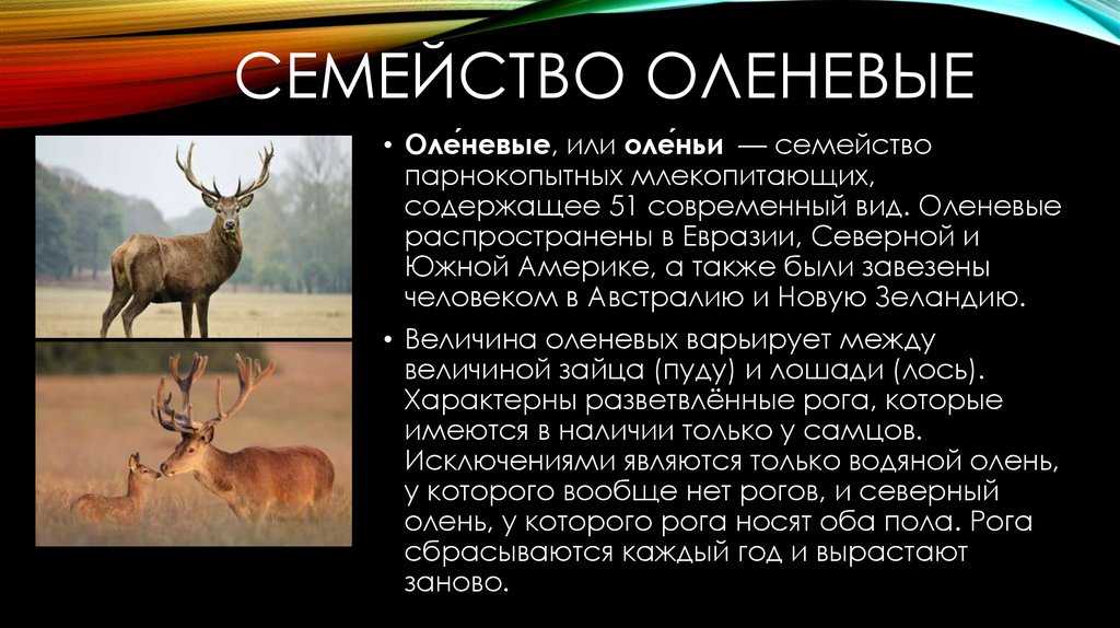 Виды оленей список и фото