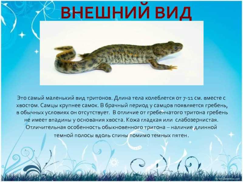 Гребенчатый тритон. образ жизни и среда обитания гребенчатого тритона - земноводные
