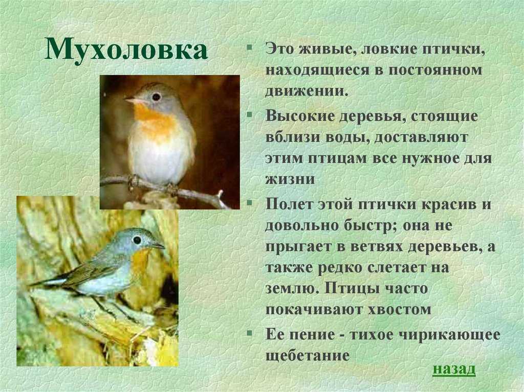 к какой группе птиц относится райская мухоловка Фото и описание Как выглядит и где обитает птица Чем питается и как размножается Образ жизни и поведение Сколько живут райские мухоловки Сообщение и реферат