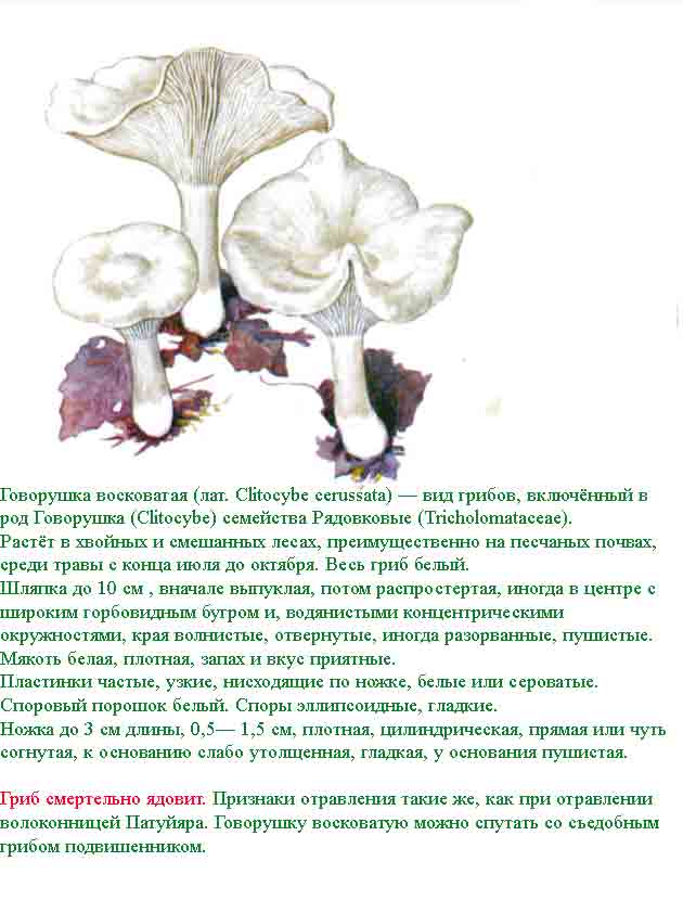 Говорушка ворончатая (infundibulicybe gibba) – грибы сибири