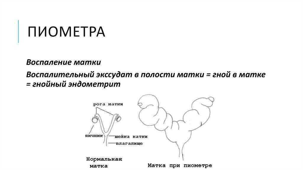 Пиометра у кошки: советы по уходу за кошкой после операции, терапия и профилактика заболевания