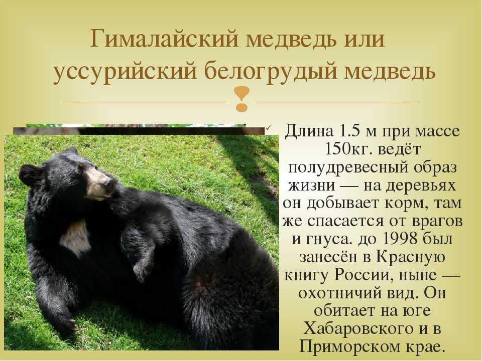 Гималайский медведь (фото): как выглядит, где обитает, чем питается и интересные факты