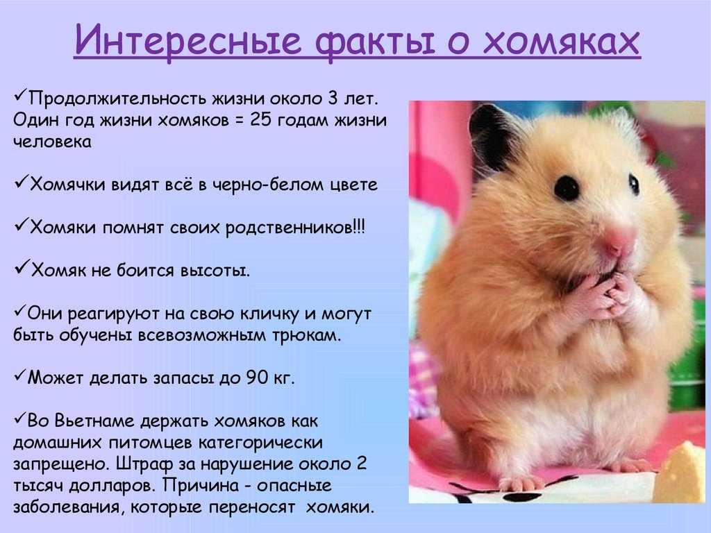 Ангорский хомяк: сколько живут, уход и содержание, фото, чем кормить