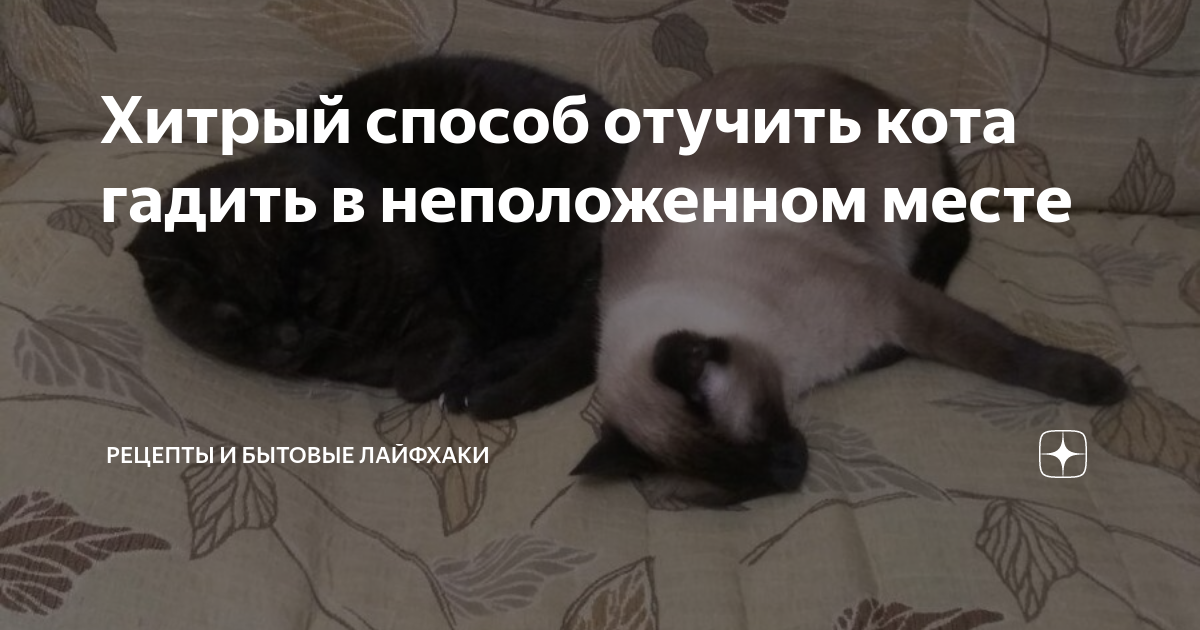Кошка стала гадить где попало, что делать: как отучить