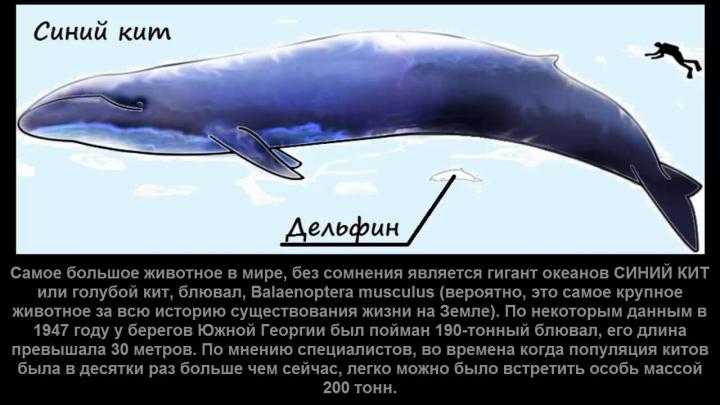 10 самых больших китов на планете —  описание, интересное видео и фото