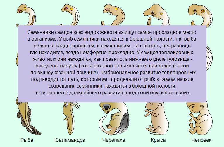 Сходства зародышей представителей разных групп позвоночных