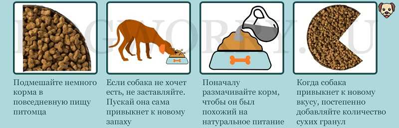Из чего на самом деле состоят корма для котов и собак?