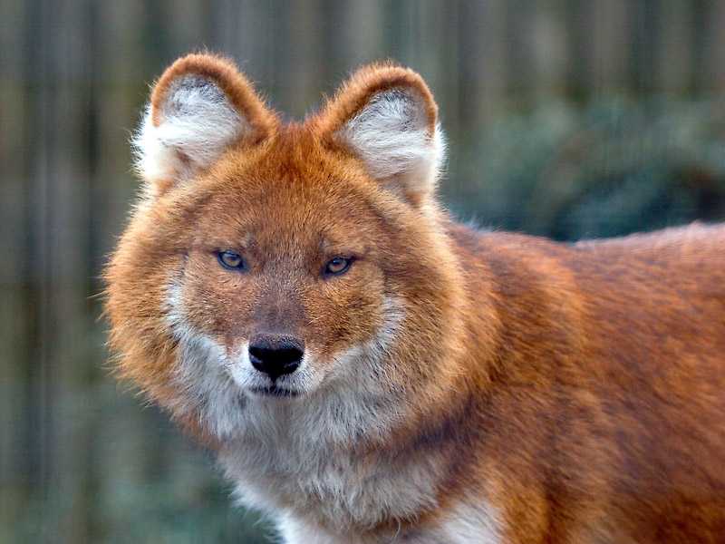 Животные красной книги: красный волк - animallist.ru