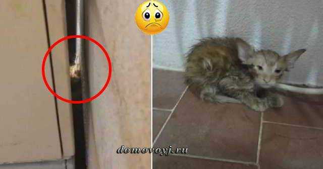 Почему кошка уходит от котят? - кот, пёс и я