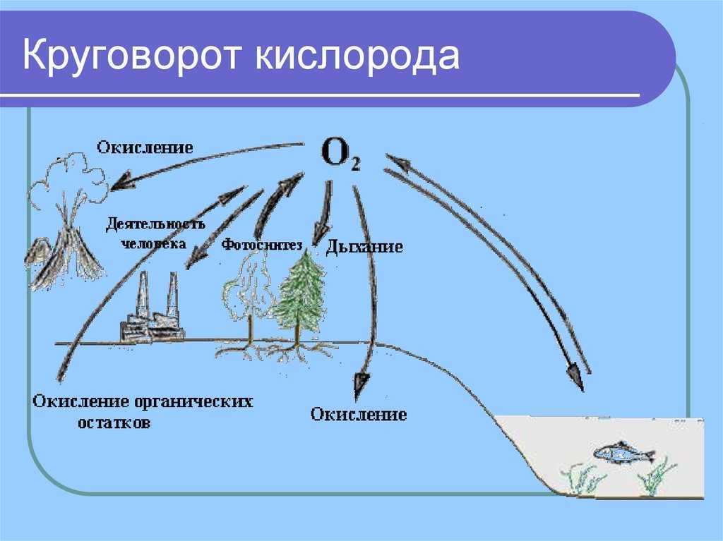 Круговорот фосфора и серы