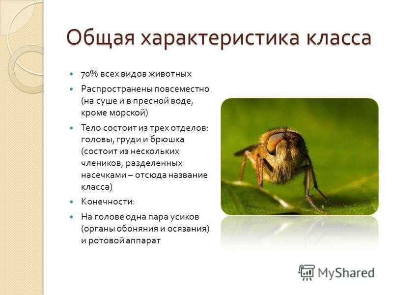 Насекомые - доклад сообщение (2, 3, 7 класс. биология. окружающий мир)