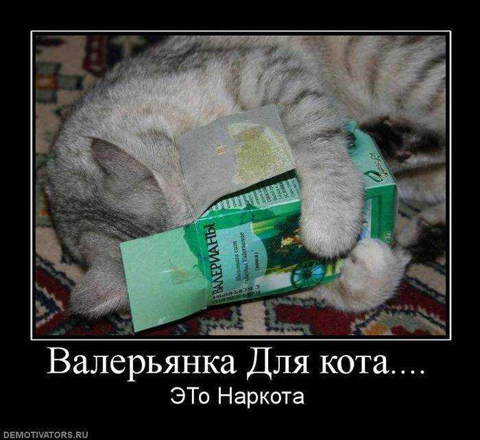 Почему кошки любят валерьянку и нужна ли она им на самом деле?