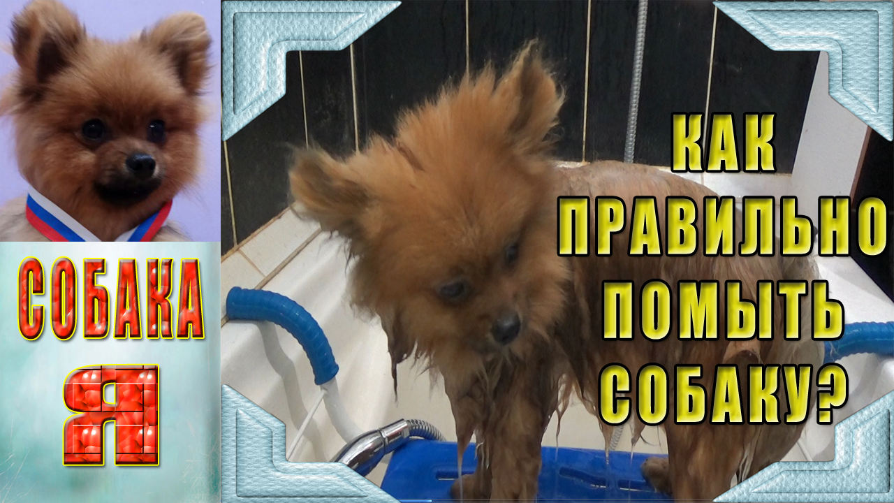 Как часто можно мыть шпица померанского в домашних условиях