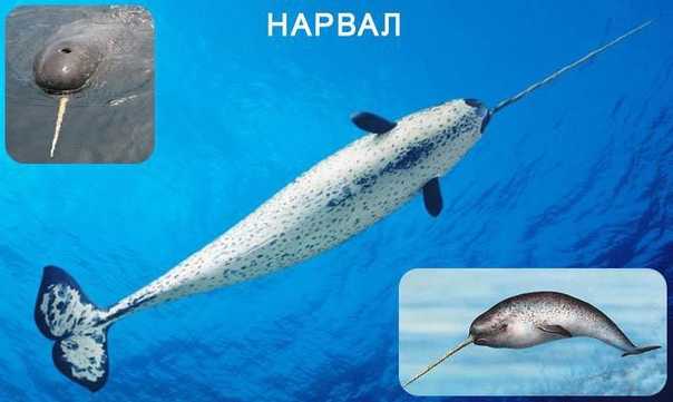 Нарвал интересные факты для детей. интересные факты о нарвалах