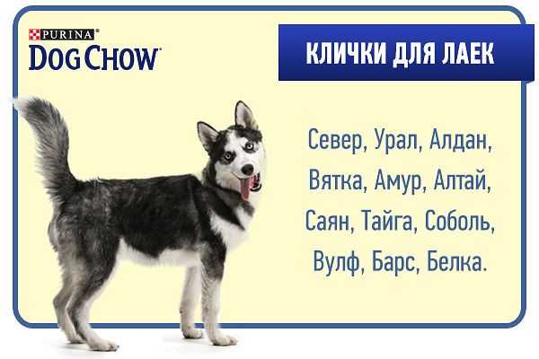 Смешные и красивые клички для собак: имена для разных пород и размеров