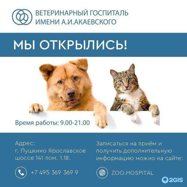 Почечная недостаточность у собак: симптомы и лечение при разных формах