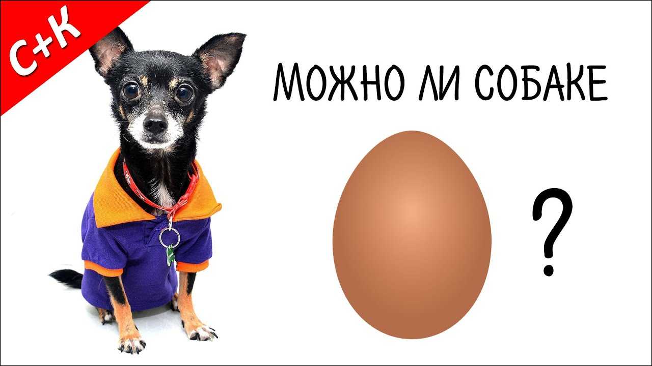 Можно ли собакам давать яйца? — ответ ветеринара