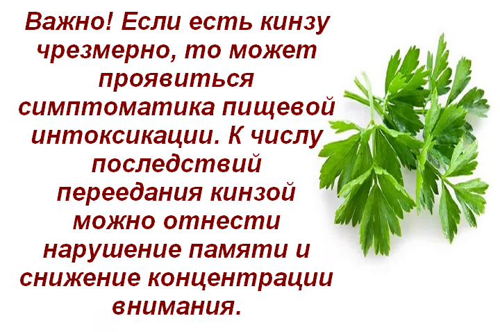 Кориандр: польза пряности для здоровья и противопоказания