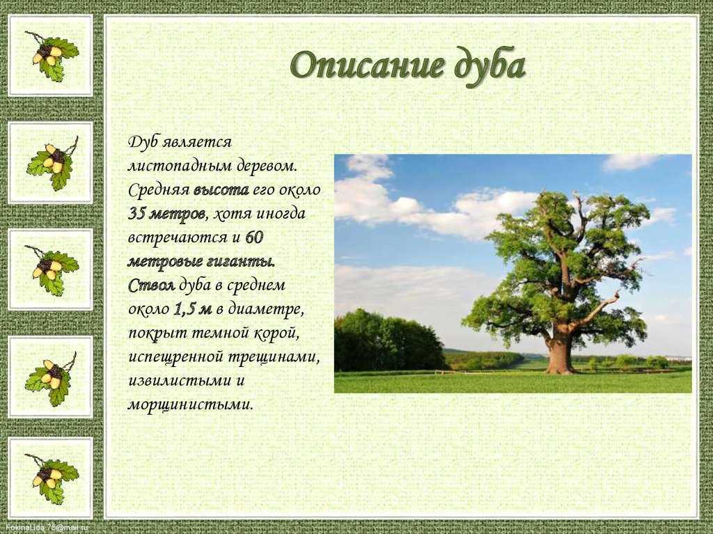 Дуб черешчатый