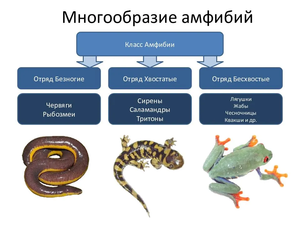 Японская исполинская саламандра — рувики