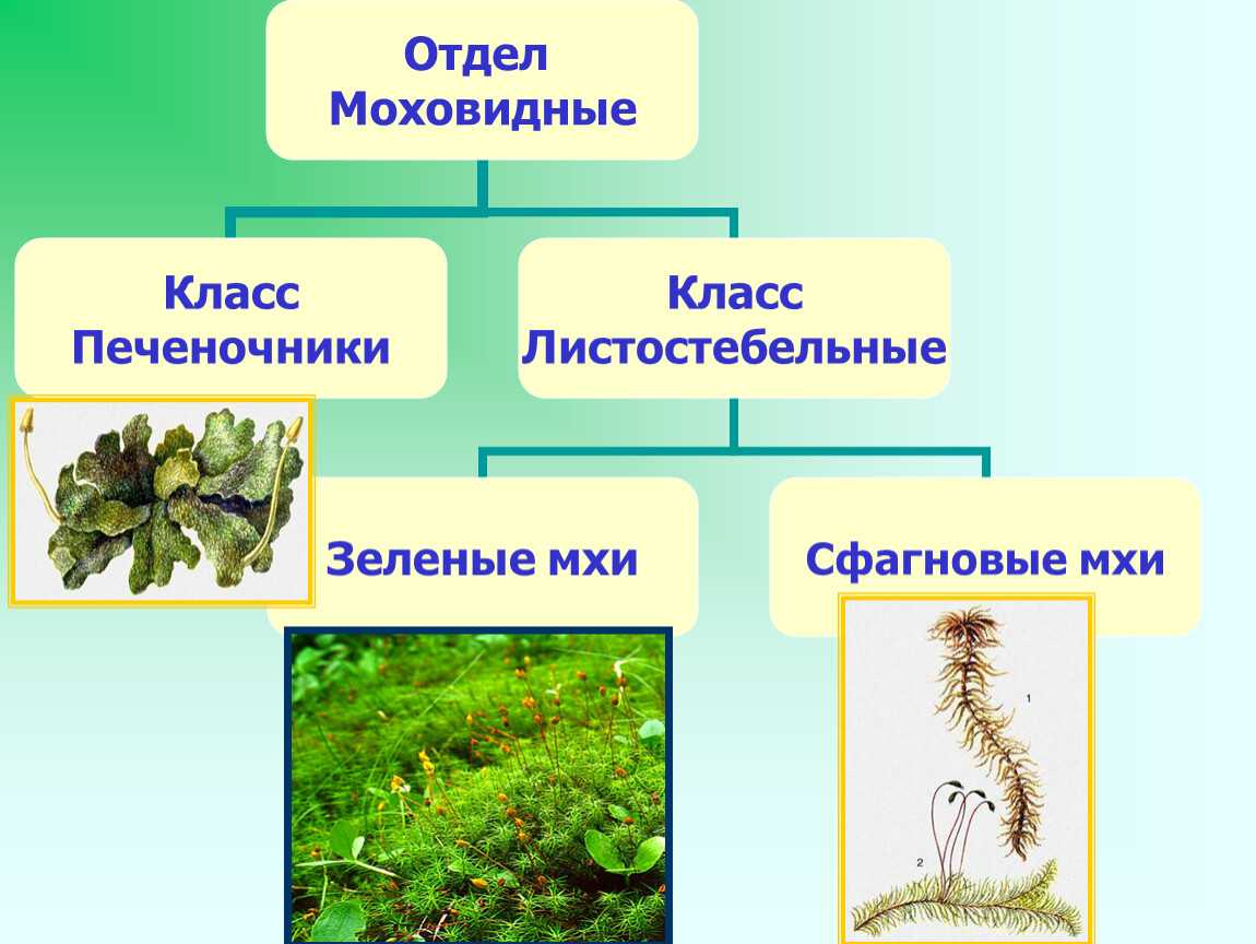 Мох. общая характеристика, размножение, классы и значение мхов