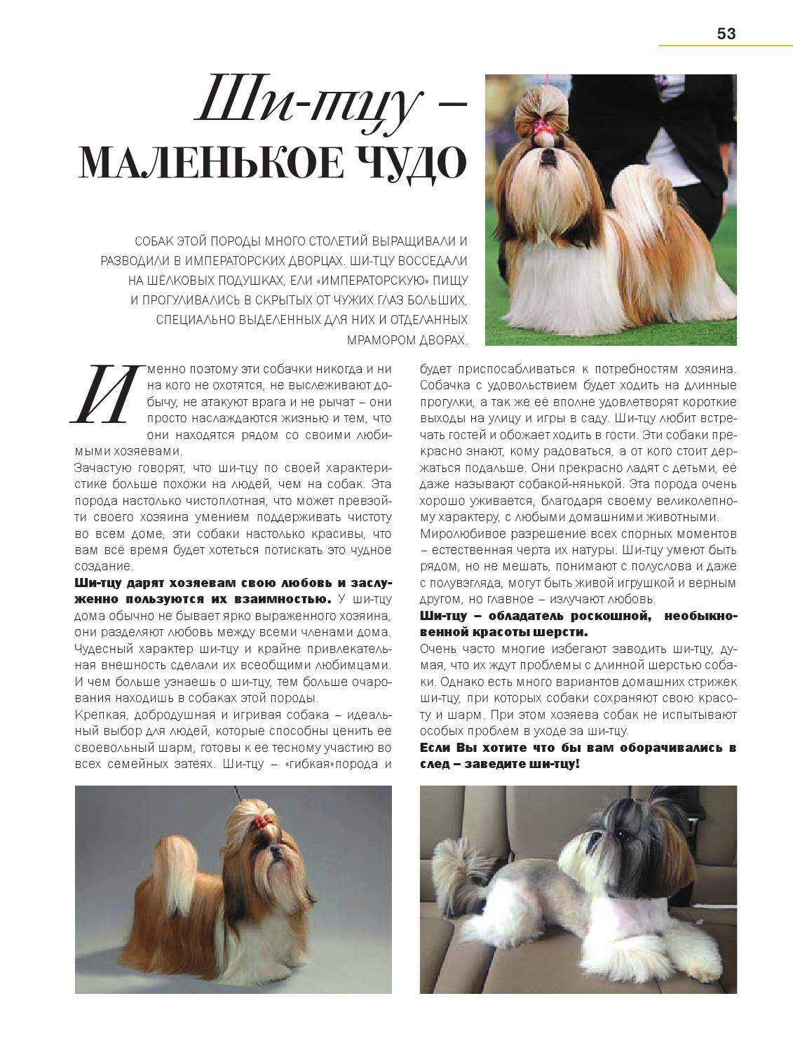 Ши тцу - описание породы и характера, продолжительность жизни, питание и уход, почему выпадают глаза и другая информация
