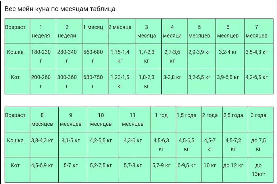 Вес мейн-куна по месяцам - таблица, фото, реальные цыфры
