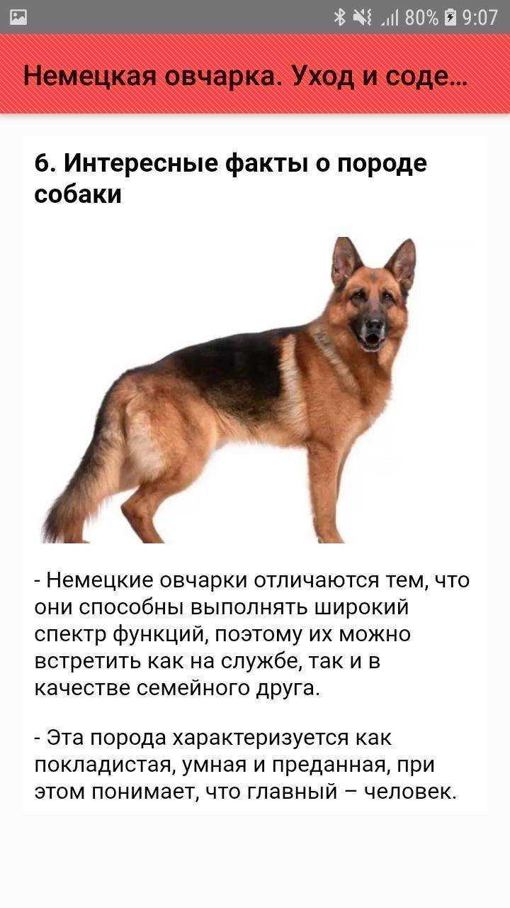 Как выбрать щенка немецкой овчарки, рекомендации и критерии выбора