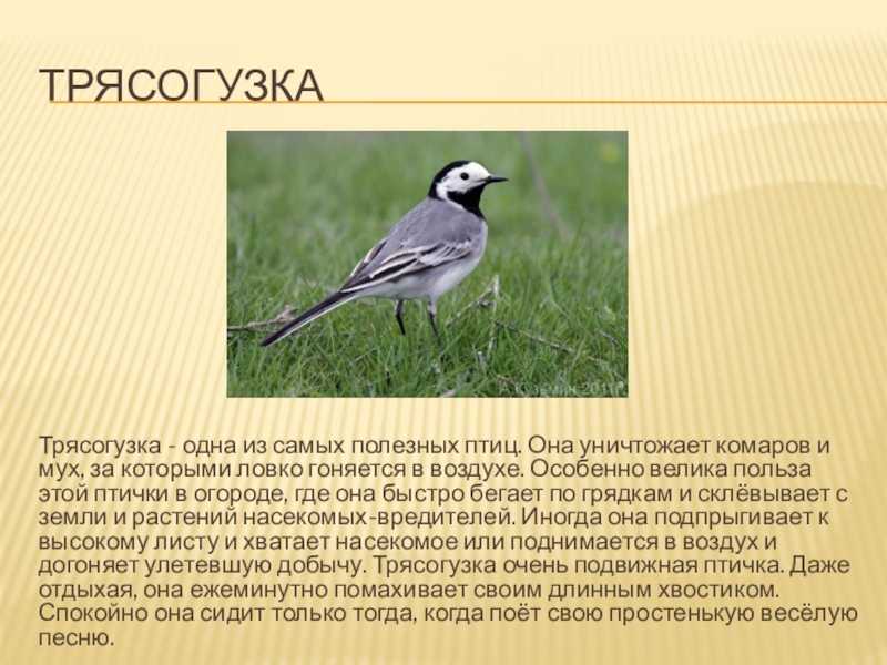 Птица трясогузка: описание видов