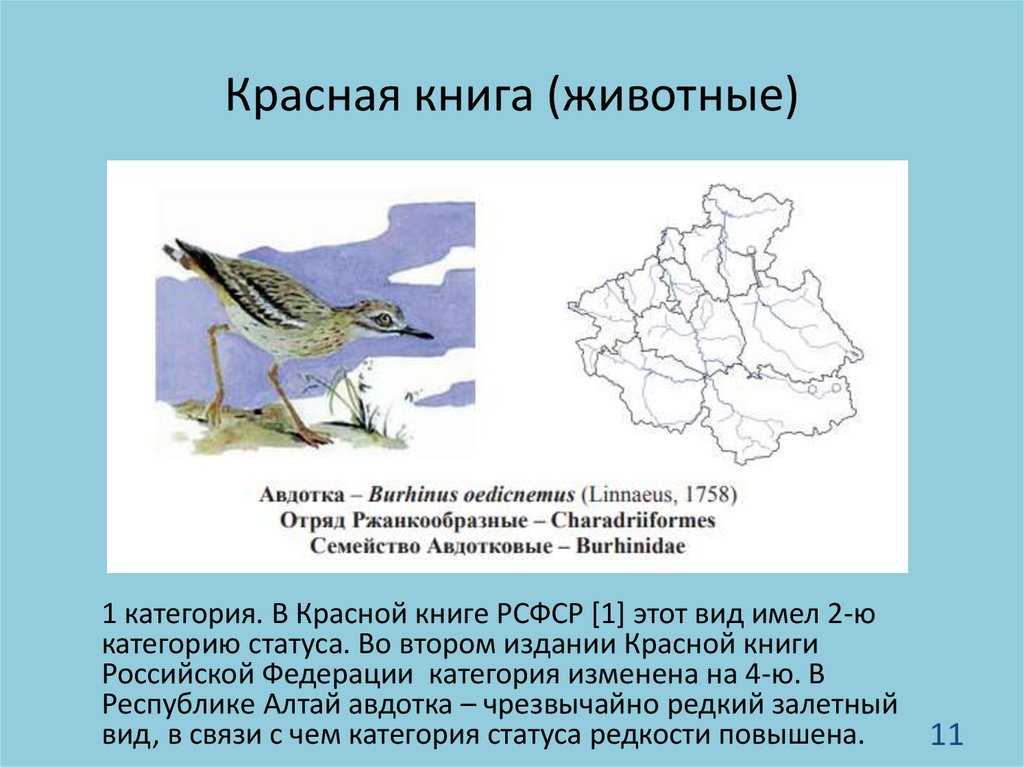 Редкие животные из красной книги алтайского края — список, характеристика и фото