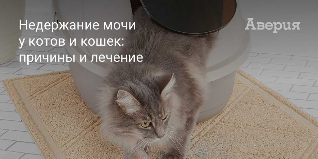 Приучаем мопса к туалету