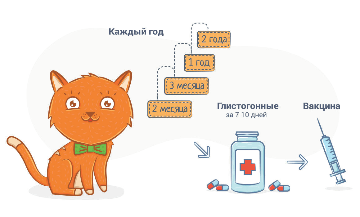 Глисты у котят