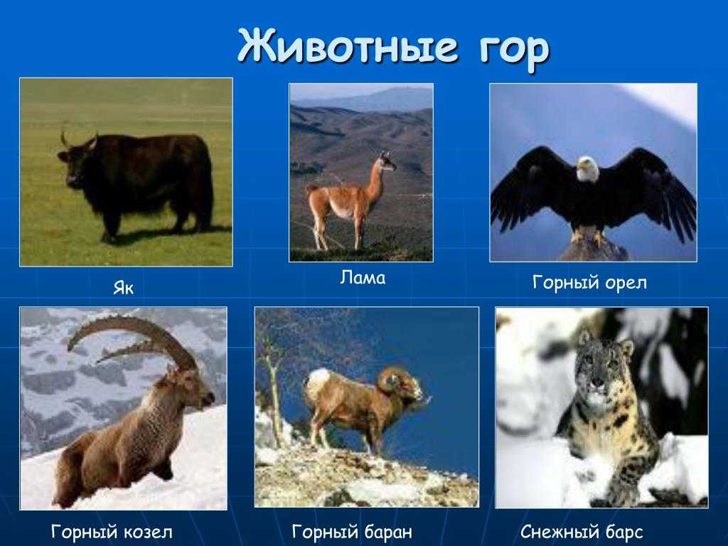 Лошади фото и описание самых красивых лошадей