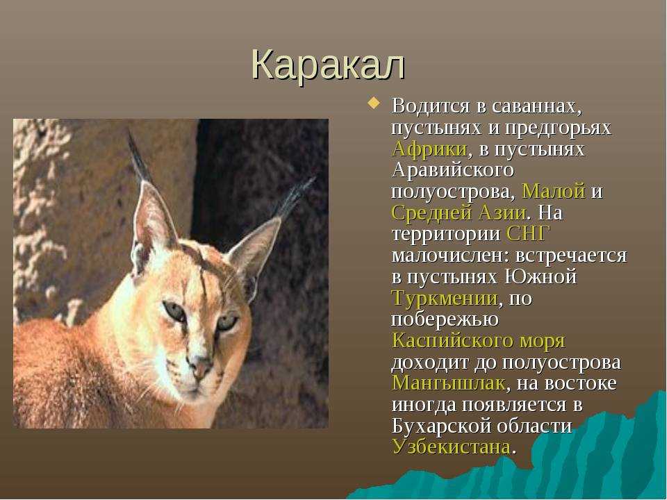 Каракал домашний описание породы, характер, здоровье и чем кормить? - планета мир