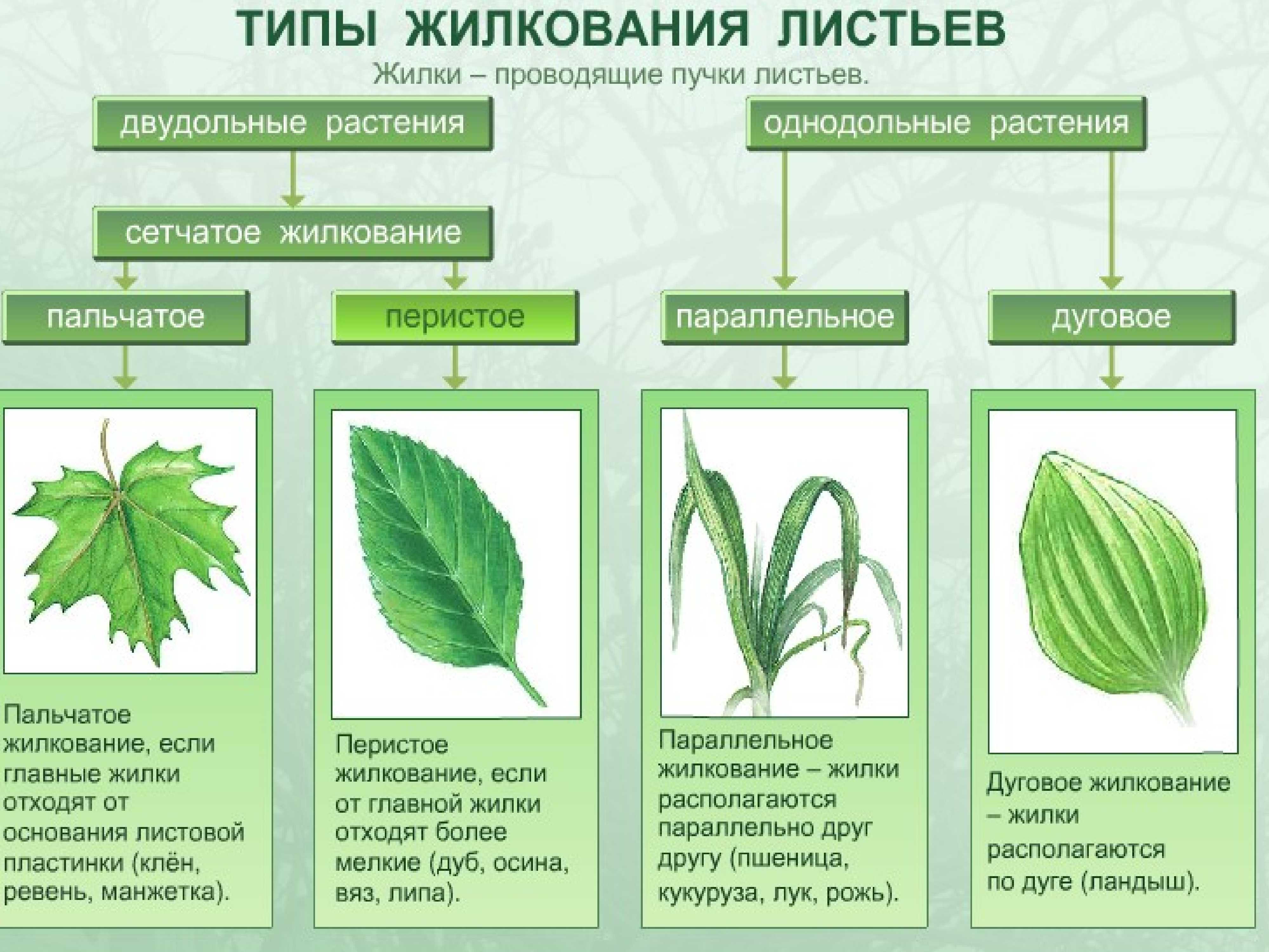 Существует множество биологических классификаций листьев на основе различных признаков В рамках этой статьи рассмотрим основные из них Фото и виды листьев