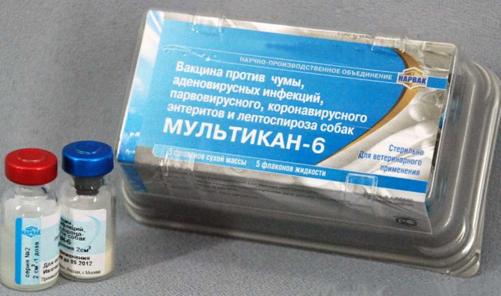 Вакцинация собак