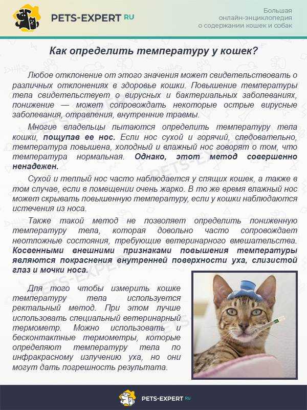 Как измерить температуру у кошки: какая в норме, как сбить высокую температуру коту - блог о животных - zoo-pet.ru