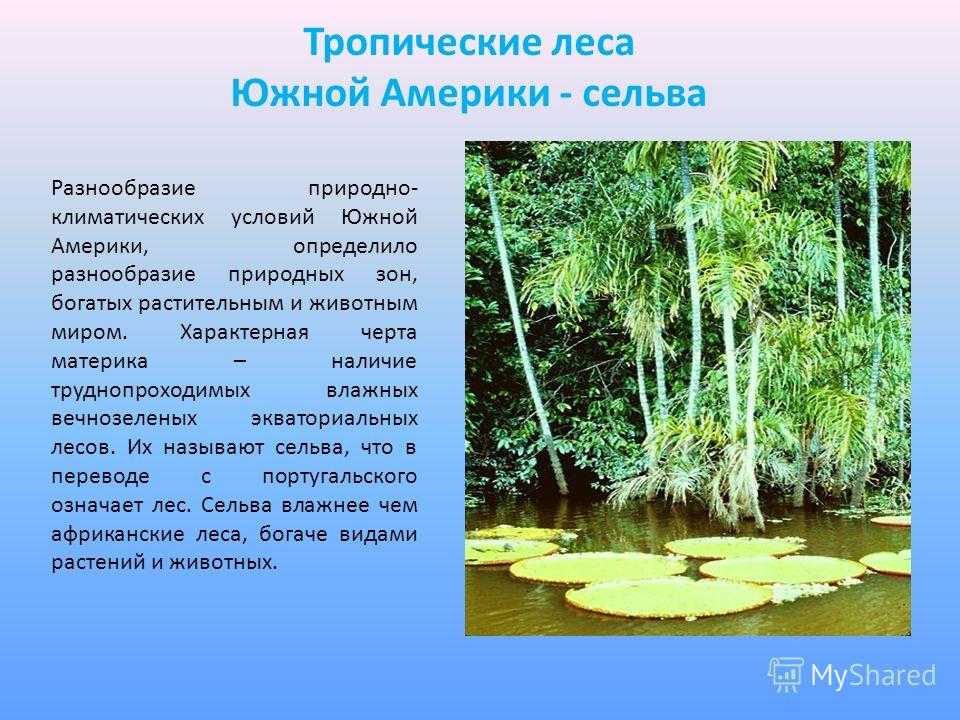 Тропические леса африки. фауна тропических лесов африки животные тропического пояса