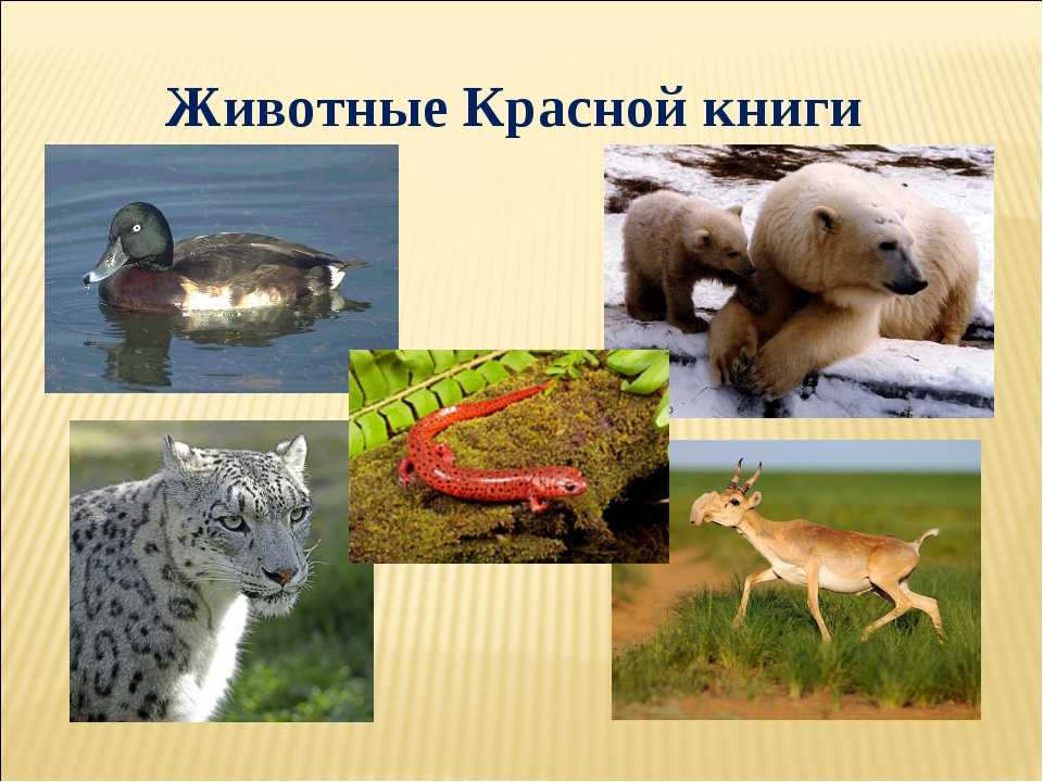 Какие птицы находятся под охраной в украине - libtime