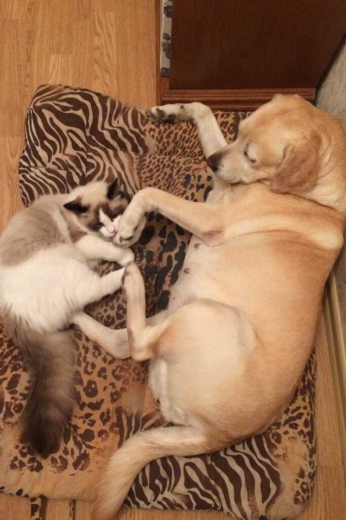Кошка и собака в доме