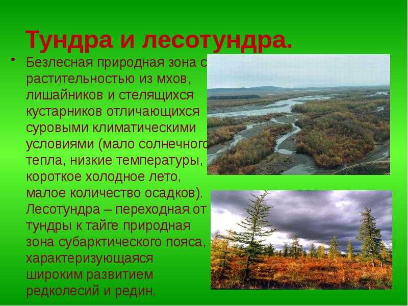 Лесотундра россии — положение, характеристика и уникальность флоры и фауны