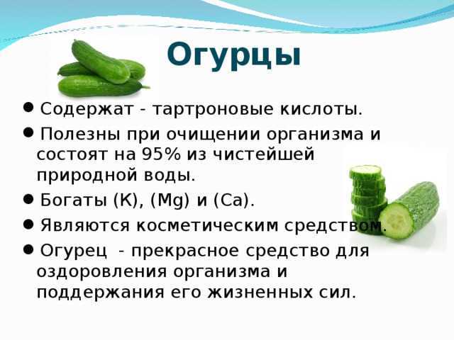 Овощи в рационе собаки